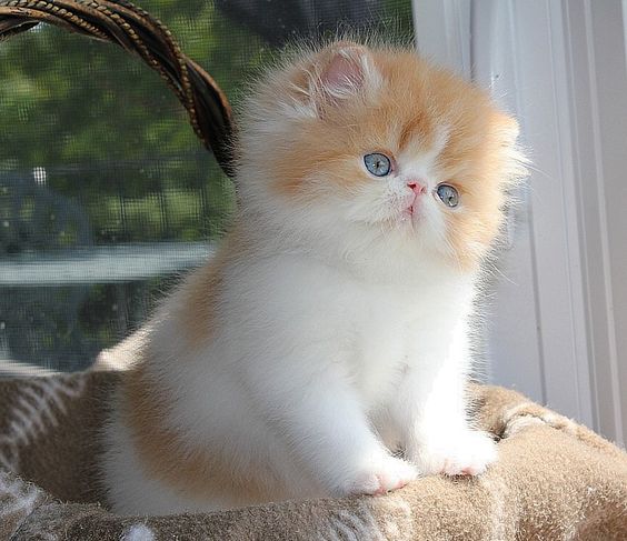Petit chat tout blanc et crème super mignon
Little cat all white and super cute cream
© Photo under Copyright
